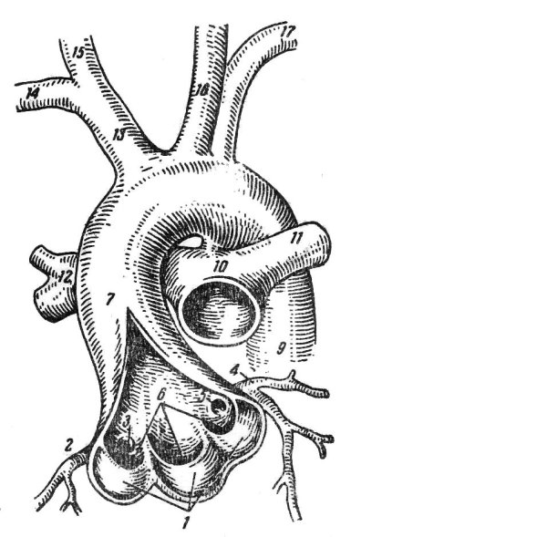 Сосуды дуги аорты анатомия