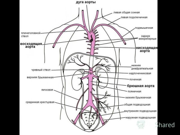 Артерии грудной аорты схема