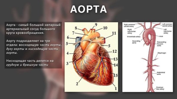 Аорта делится на