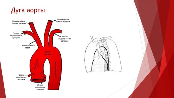 Сосуды дуги аорты анатомия