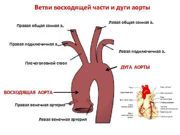 Восходящая часть аорты основные ветви