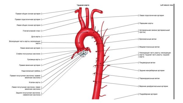 Артерии грудной части аорты схема