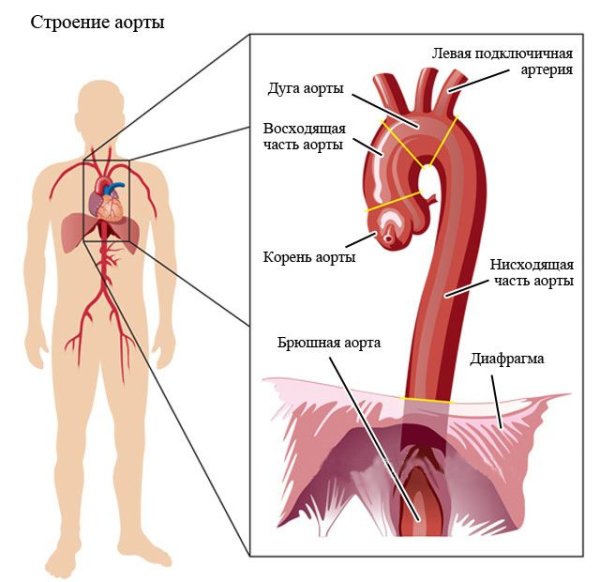 Строение восходящего отдела аорты