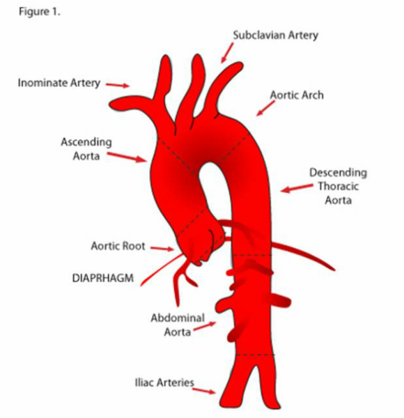 Отделы аорты анатомия схема