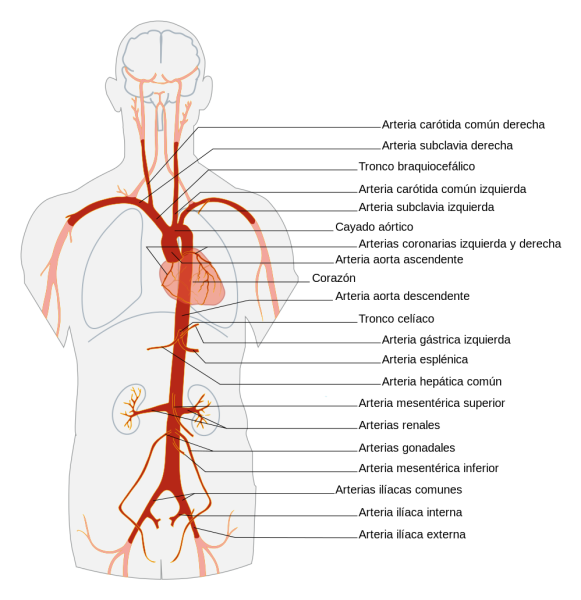 Артерии аорты анатомия