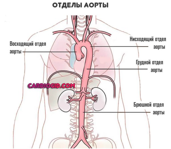 Расположение нисходящего отдела аорты