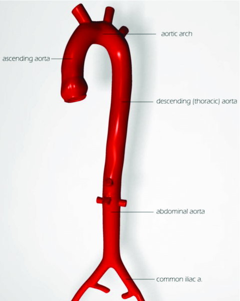 Восходящая аорта
