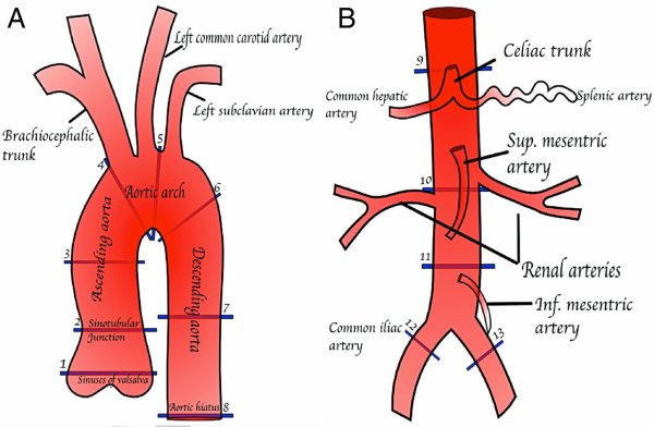 Ветви дуги аорты анатомия