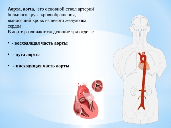 Аорты в организме человека