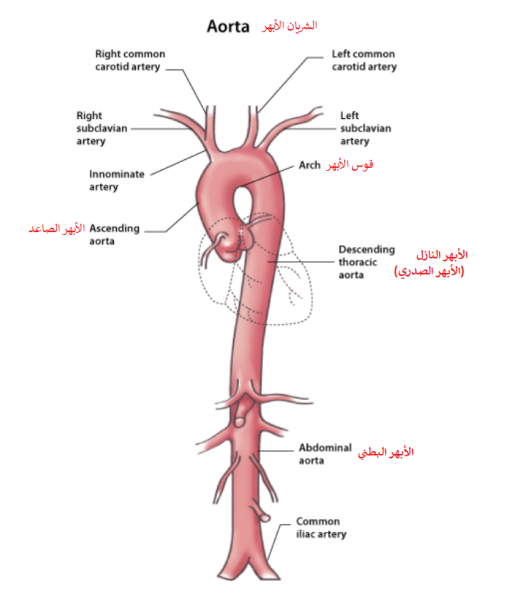 Ветви нисходящей части аорты схема