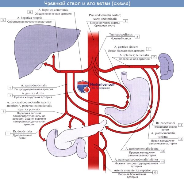 Анатомия сосудов брюшной полости чревный ствол