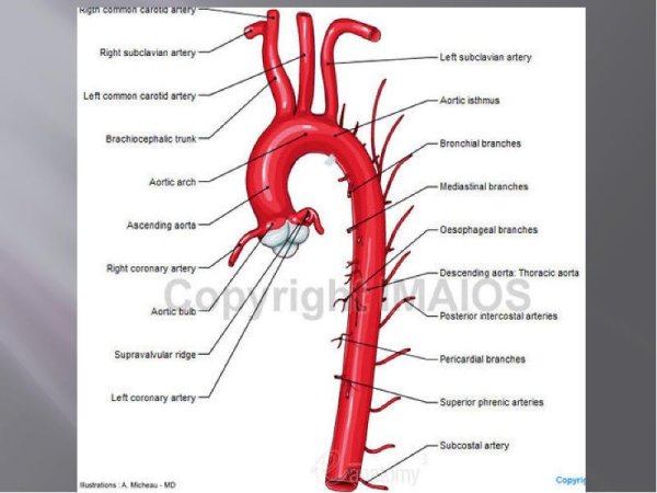 Ветви грудной части аорты анатомия