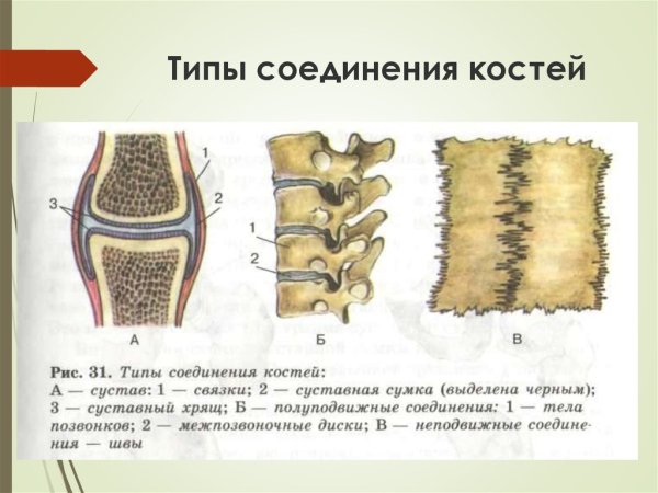 Типы соединения костей человека 8 класс биология