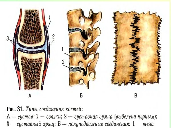 Подвижные и полуподвижные соединения костей