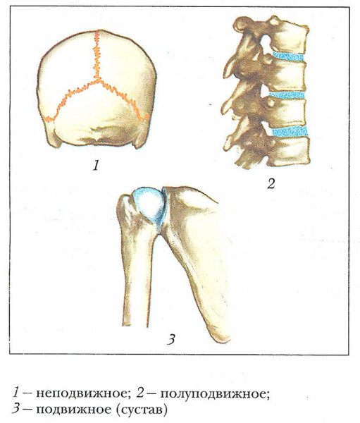 Синдесмоз и синостоз