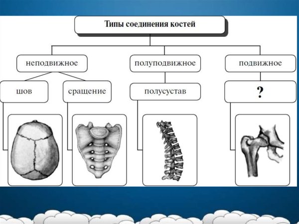 Виды соединения костей схема