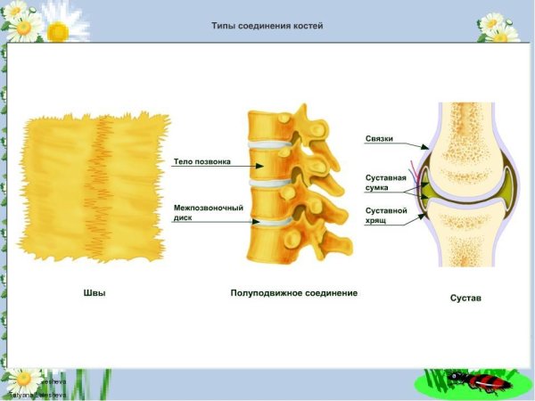 Прерывное подвижное соединение костей это