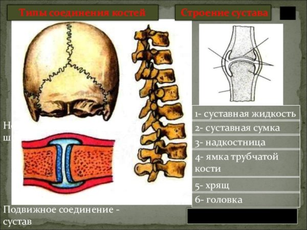 Типы соединений костей неподвижное полуподвижное подвижное