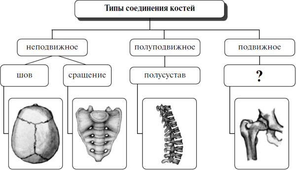 Подвижное полуподвижное и неподвижное соединение костей