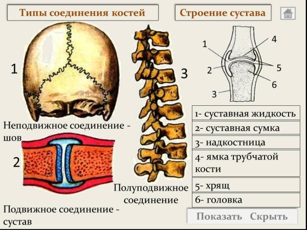 Неподвижные полуподвижные и подвижные соединения костей