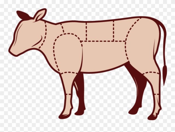 Говядина рисунок