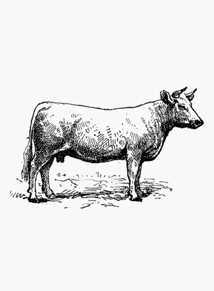 Говядина рисунок