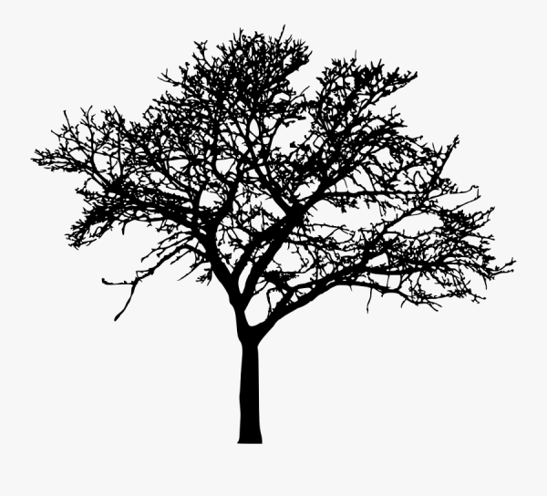 Черный силуэт дерева