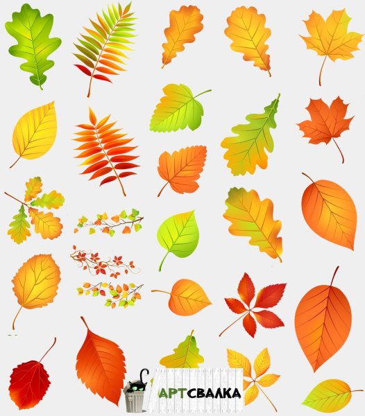 Красивые листья деревьев