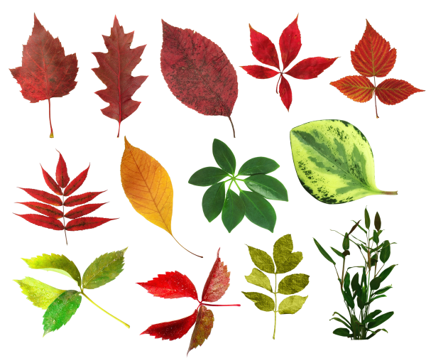 Листья разных цветов