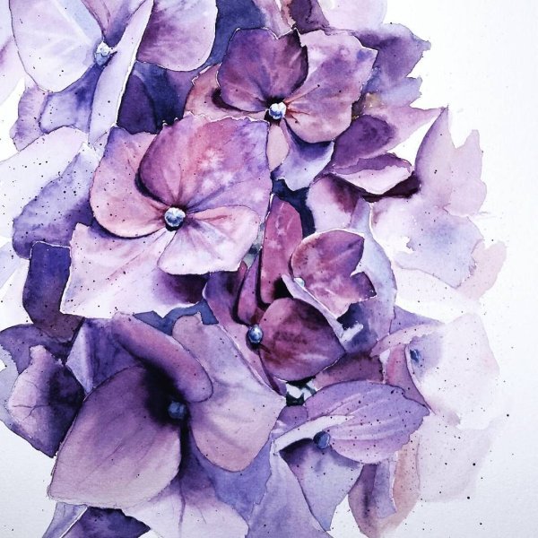 Сиреневая гортензия акварель