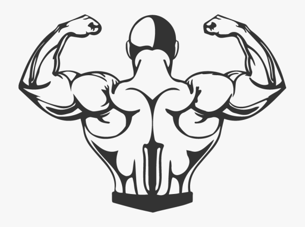 Мускулы нарисованные