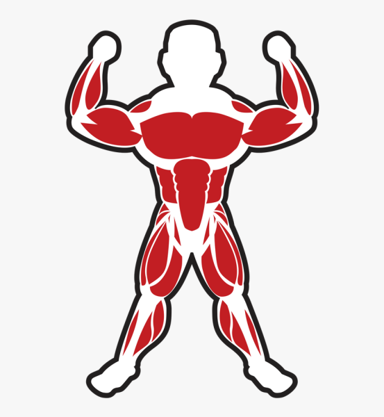 Мускулы нарисованные