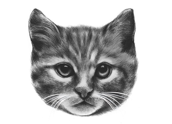 Мордочка кошки рисунок