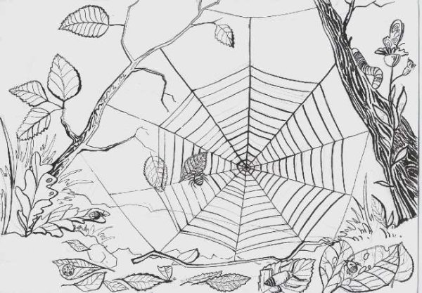 Паутина рисунок карандашом