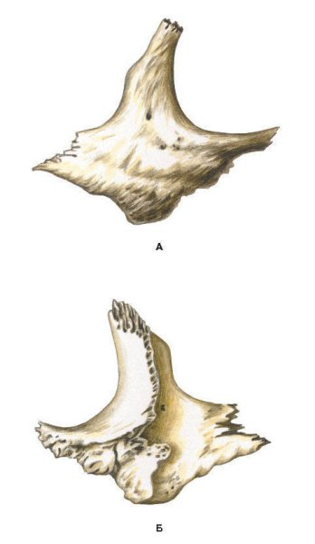 Строение скуловой кости анатомия