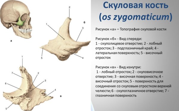 Скуловая кость, анатомические структуры