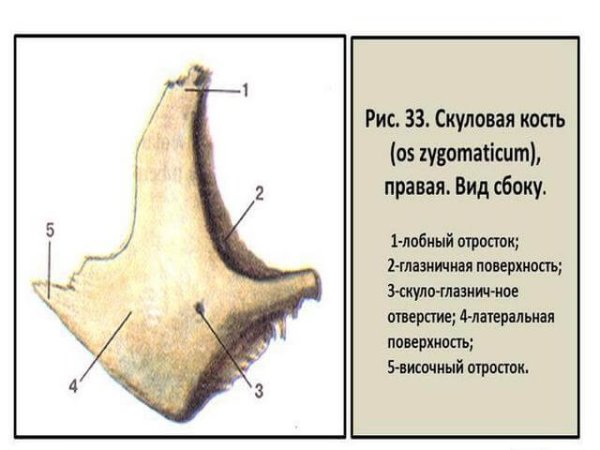 Скуловая кость анатомия строение