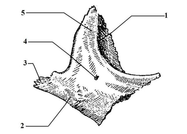 Скуловая кость Синельников