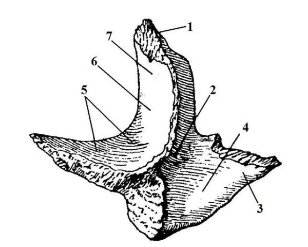 Скуловая кость анатомия