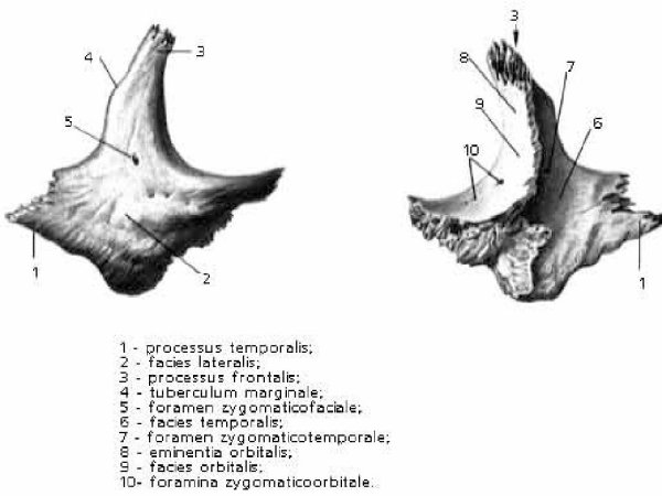 Скуловая кость кость черепа