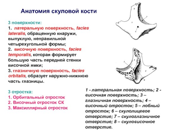Строение скуловой кости черепа