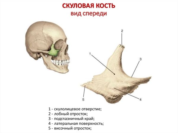 Скуловая кость, анатомические структуры