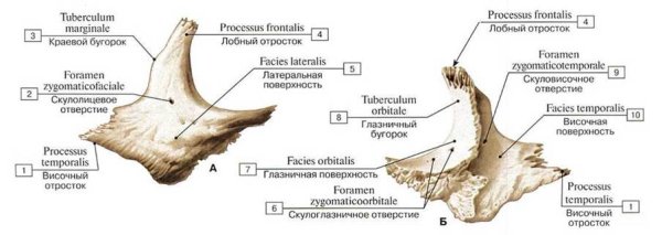 Скуловая кость (os zygomaticum)