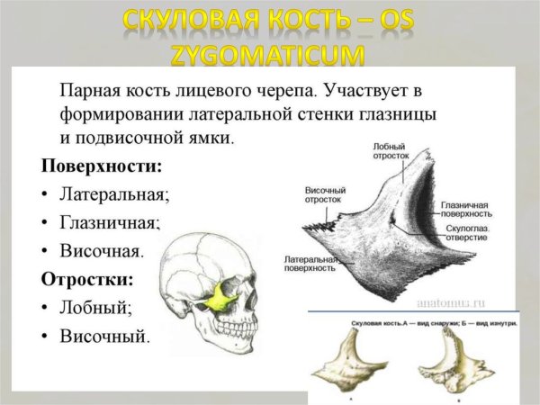 Скуловая кость (os zygomaticum)
