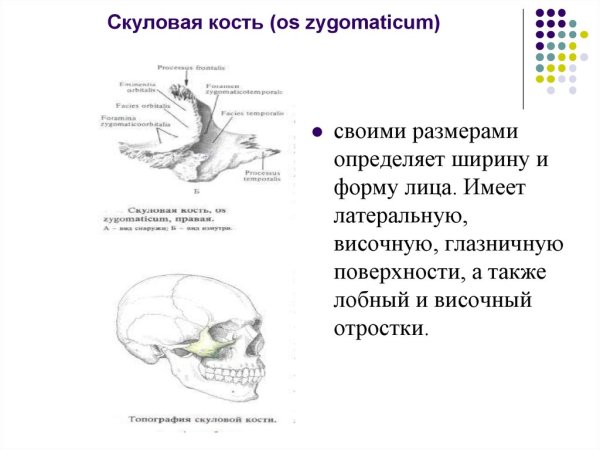 Скуловая кость, анатомические структуры