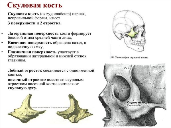Кости черепа человека анатомия скуловая кость