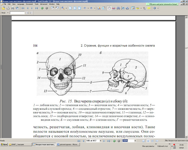 Скуловая кость черепа анатомия