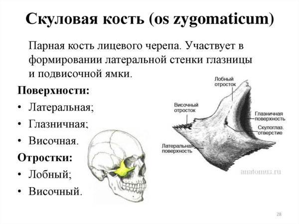 Facies lateralis скуловой кости