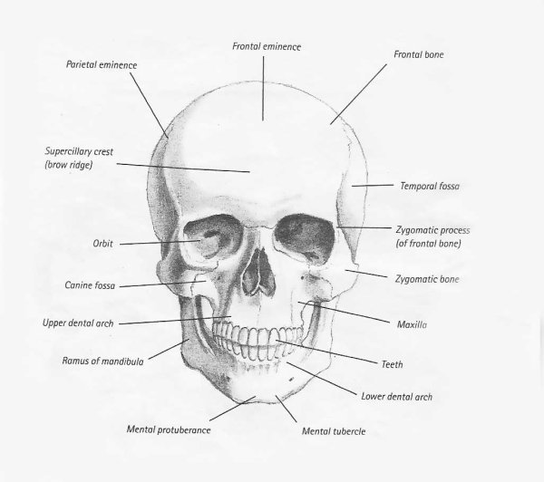 Скуловая кость анатомия