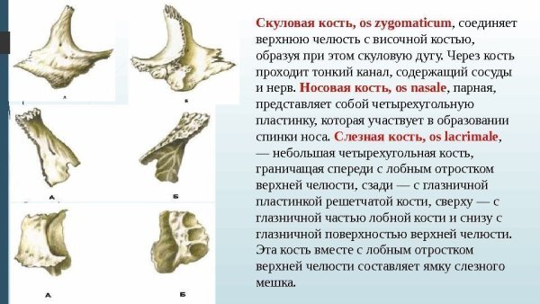 Скуловой отросток височной кости анатомия